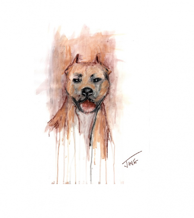 Pet Portraits – Dogs pt One